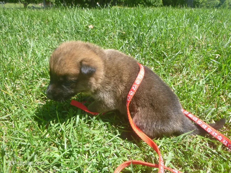 Red – German Shepherd Dog puppy for sale in Pelkie, MI