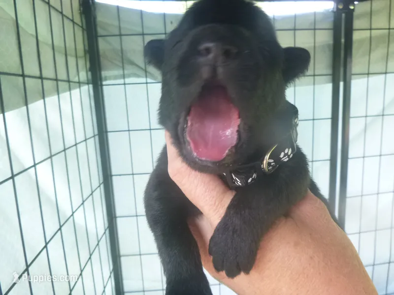 Black – German Shepherd Dog puppy for sale in Pelkie, MI