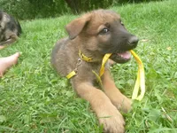 Yellow, a female German Shepherd Dog for sale in Pelkie, MI – 2 of 10