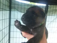 Dark Green, a male German Shepherd Dog for sale in Pelkie, MI – 1 of 4