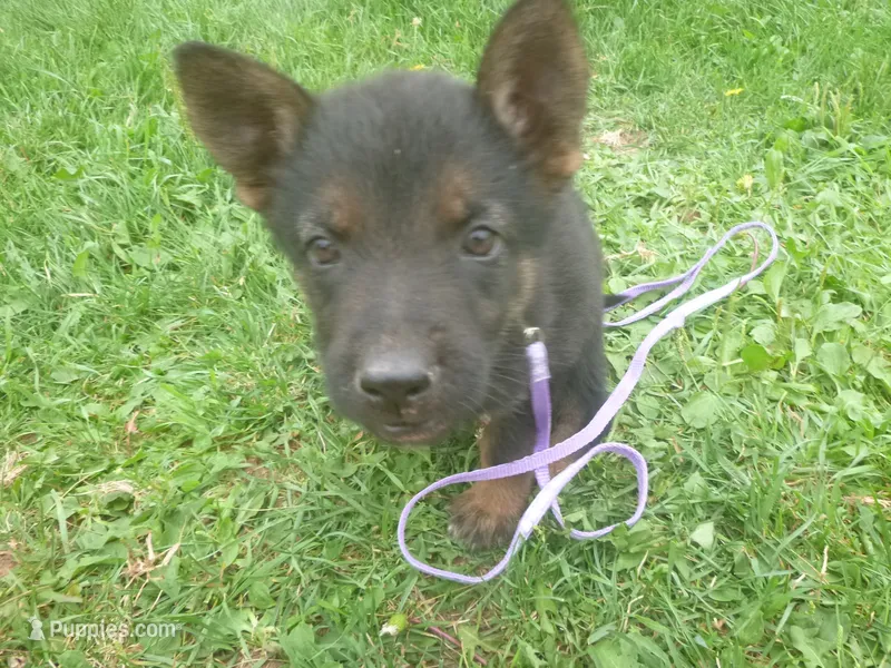 Light Purple – German Shepherd Dog puppy for sale in Pelkie, MI