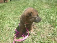 Dark Pink, a female German Shepherd Dog for sale in Pelkie, MI – 3 of 8