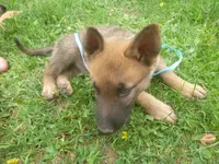 Light Blue, a male German Shepherd Dog for sale in Pelkie, MI – 3 of 9