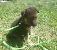 Bright Green, a male German Shepherd Dog for sale in Pelkie, MI – 4 of 10