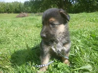 Black, a male German Shepherd Dog for sale in Pelkie, MI – 4 of 9