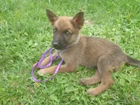 Lilac, a female German Shepherd Dog for sale in Pelkie, MI – 2 of 10