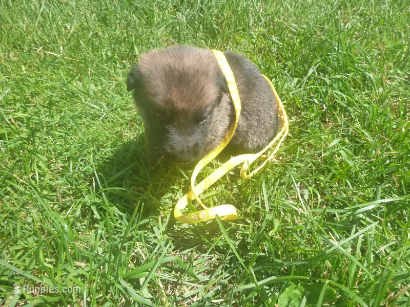 Yellow – German Shepherd Dog puppy for sale in Pelkie, MI