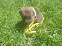 Yellow, a female German Shepherd Dog for sale in Pelkie, MI – 6 of 10