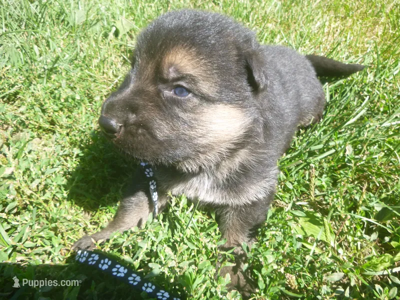 Black – German Shepherd Dog puppy for sale in Pelkie, MI