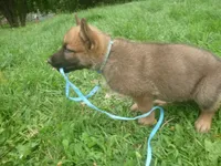 Light Blue, a male German Shepherd Dog for sale in Pelkie, MI – 2 of 9
