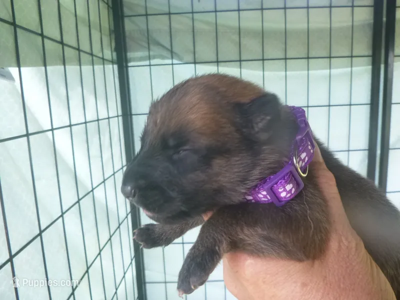 Dark Purple – German Shepherd Dog puppy for sale in Pelkie, MI