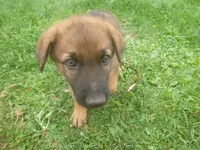 Brown, a male German Shepherd Dog for sale in Pelkie, MI – 2 of 9
