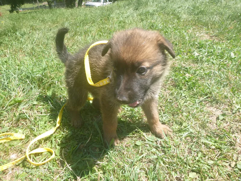 Yellow – German Shepherd Dog puppy for sale in Pelkie, MI