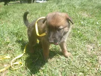 Yellow, a female German Shepherd Dog for sale in Pelkie, MI – 5 of 10