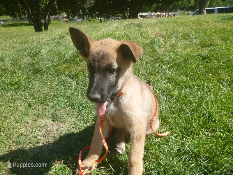 Orange – German Shepherd Dog puppy for sale in Pelkie, MI