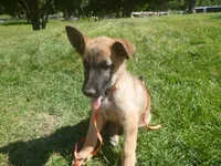 Orange, a male German Shepherd Dog for sale in Pelkie, MI – 3 of 9