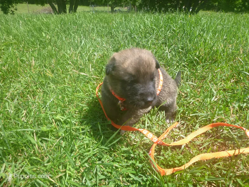 Orange – German Shepherd Dog puppy for sale in Pelkie, MI
