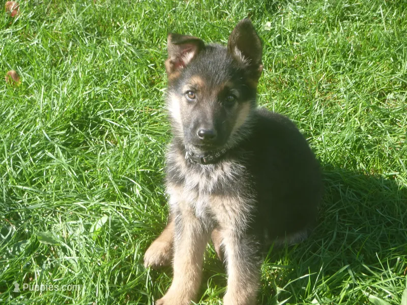 Black – German Shepherd Dog puppy for sale in Pelkie, MI