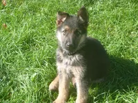 Black, a male German Shepherd Dog for sale in Pelkie, MI – 1 of 9
