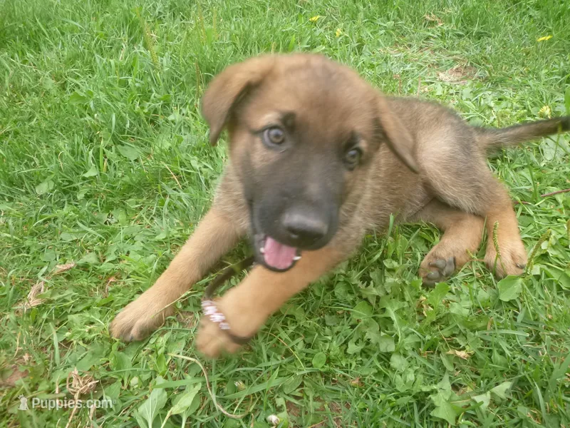 Brown – German Shepherd Dog puppy for sale in Pelkie, MI