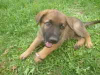 Brown, a male German Shepherd Dog for sale in Pelkie, MI – 1 of 9