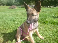 Dark Pink, a female German Shepherd Dog for sale in Pelkie, MI – 2 of 9