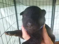 Dark Blue, a male German Shepherd Dog for sale in Pelkie, MI – 2 of 5
