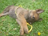 Yellow, a female German Shepherd Dog for sale in Pelkie, MI – 4 of 10