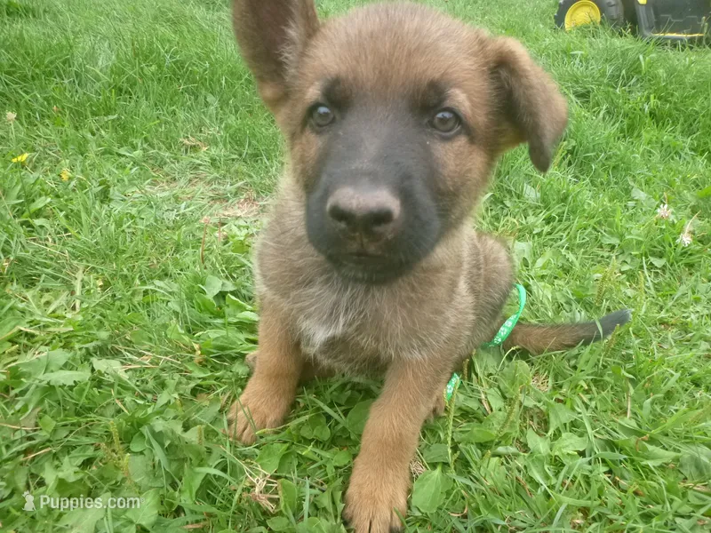 Dark Green – German Shepherd Dog puppy for sale in Pelkie, MI
