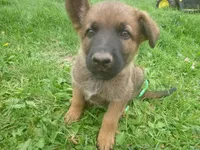 Dark Green, a male German Shepherd Dog for sale in Pelkie, MI – 1 of 10