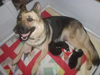 Blue, a male German Shepherd Dog for sale in Pelkie, MI – 4 of 6
