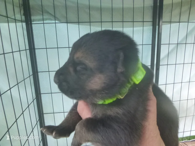 Bright Green – German Shepherd Dog puppy for sale in Pelkie, MI