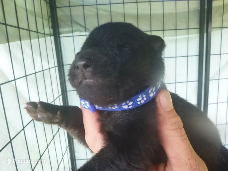 Dark Blue – German Shepherd Dog puppy for sale in Pelkie, MI
