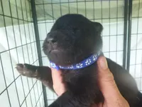 Dark Blue, a male German Shepherd Dog for sale in Pelkie, MI – 1 of 5