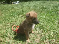 Red, a male German Shepherd Dog for sale in Pelkie, MI – 4 of 9