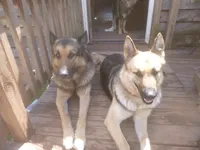 Blue, a male German Shepherd Dog for sale in Pelkie, MI – 6 of 6