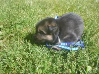 Blue, a male German Shepherd Dog for sale in Pelkie, MI – 2 of 6