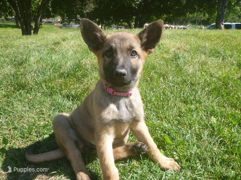 Dark Pink – German Shepherd Dog puppy for sale in Pelkie, MI