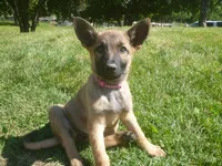 Dark Pink, a female German Shepherd Dog for sale in Pelkie, MI – 3 of 9