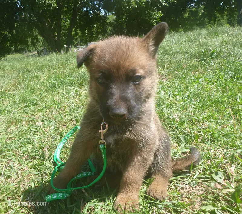 Dark Green – German Shepherd Dog puppy for sale in Pelkie, MI
