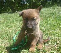 Dark Green, a male German Shepherd Dog for sale in Pelkie, MI – 5 of 10