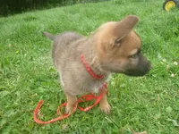 Red, a male German Shepherd Dog for sale in Pelkie, MI – 3 of 9