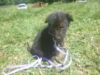 Light Purple, a female German Shepherd Dog for sale in Pelkie, MI – 3 of 9