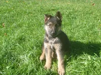 Black, a male German Shepherd Dog for sale in Pelkie, MI – 2 of 9