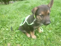 Bright Green, a male German Shepherd Dog for sale in Pelkie, MI – 3 of 10