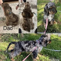 Bandit , a male Cocker Spaniel for sale in Beaumont, CA – Photo 4 of 10