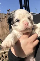 Bandit , a male Cocker Spaniel for sale in Beaumont, CA – Photo 2 of 10