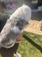 Bandit , a male Cocker Spaniel for sale in Beaumont, CA – Photo 7 of 10