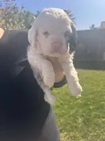 Bandit , a male Cocker Spaniel for sale in Beaumont, CA – Photo 5 of 10