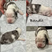 Bandit , a male Cocker Spaniel for sale in Beaumont, CA – Photo 3 of 10